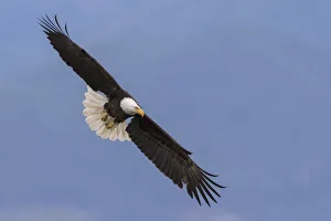 Images Dated 20th June 2016: Bald Eagle in Flight