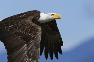 Images Dated 20th June 2012: Bald Eagle Flight