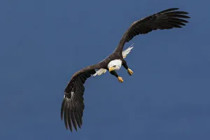 Images Dated 2nd June 2015: Bald Eagle Flight