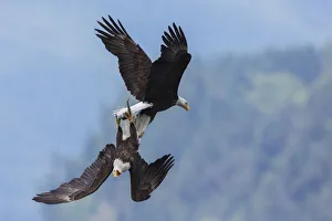 Ken Archer Prints: Bald eagle in flight battle for a meal