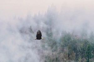 Cascade Mountain Prints: Bald eagle in flight. Cascade mountains