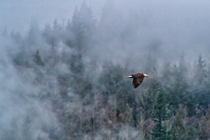 Cascade Mountain Prints: Bald eagle in flight in Cascade mountains, Washington State, USA