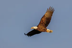 Raptor Prints: Bald eagle in flight, Clinton County, Illinois