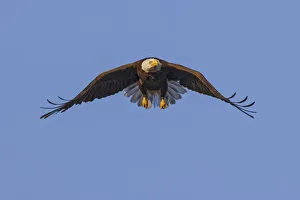 Bald Eagle in flight, Florida