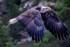 Prints of Bald eagle in flight in Glacier National Park, Montana, USA Images Dated 2024 April: Bald eagle in flight in Glacier National Park, Montana, USA