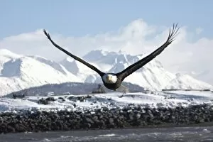 Images Dated 9th March 2006: Bald Eagle in Flight, Haliaeetus leucocephalus, Homer, Alaska