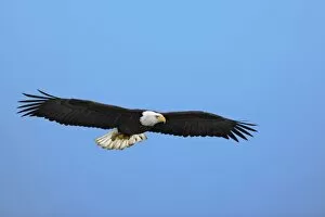 Images Dated 15th January 2006: Bald Eagle in flight, Homer, Alaska, Haliaetus leucocephalus