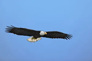 Images Dated 15th January 2006: Bald Eagle in flight, Homer, Alaska, Haliaetus leucocephalus