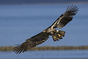 Immature Prints: Bald Eagle in Flight, immature