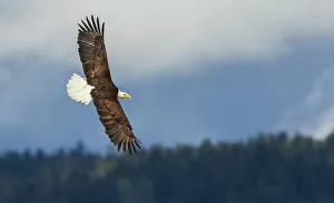 Raptor Prints: Bald eagle flyby, in search of a meal, Washington State, USA