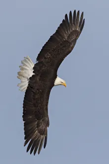 Images Dated 1st June 2016: Bald Eagle flying