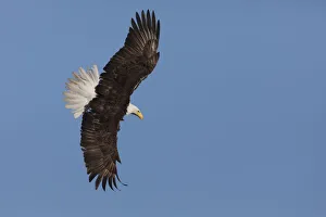 Ken Archer Prints: Bald eagle flying