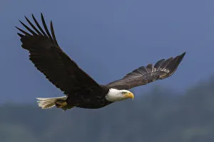 Images Dated 18th November 2019: Bald eagle flying