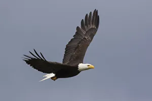 Images Dated 23rd December 2019: Bald Eagle flying
