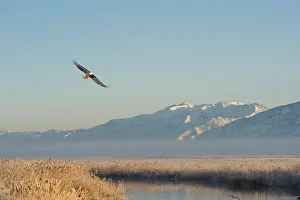 Shorebird Prints: Bald Eagle flying over Farmington Bay Waterfowl Management Area Utah Division of Wildlife Resources