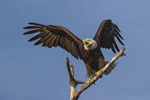 Images Dated 4th April 2022: Bald eagle flying, Florida