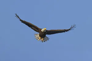 Images Dated 4th April 2022: Bald eagle flying, Florida