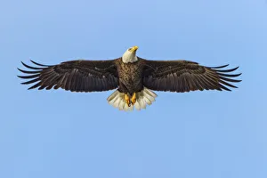 Images Dated 4th April 2022: Bald eagle flying, Florida
