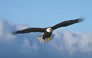 USA, North America, Alaska Gallery: Bald Eagle flying, Homer, Alaska, USA
