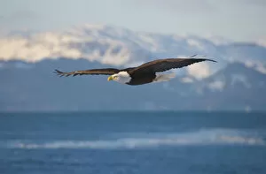 USA, North America, Alaska Gallery: Bald Eagle flying over the ocean, snow mountain in the distance, Homer, Alaska, USA