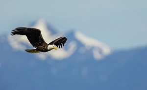 Raptor Prints: Bald eagle flying, passing in front the Olympic Mountains, Washington State