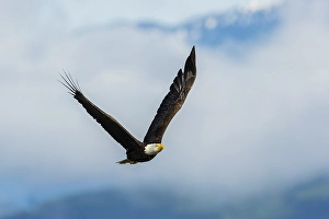 Raptor Prints: Bald eagle flying, passing in front the Olympic Mountains, Washington State