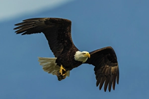 Raptor Prints: Bald eagle flying past with its freshly caught breakfast