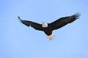 Bald Eagle flying in the sky, Haines, Alaska, USA