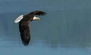 Raptor Prints: Bald eagle flying over water, Washington State, USA