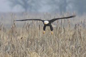 Fauna Prints: Bald Eagle, Foggy Wetland Marsh