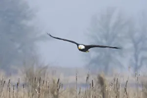 Wetlands Prints: Bald Eagle, Foggy Wetland Marsh