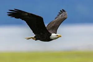 Raptor Prints: Bald eagle with a freshly caught meal, Washington State, USA