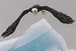 Images Dated 20th June 2014: Bald Eagle, Glacier Bay National Park and Preserve, Alaska, USA