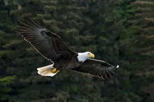 Raptor Prints: Bald Eagle, Glacier Bay National Park and Preserve, Alaska, USA