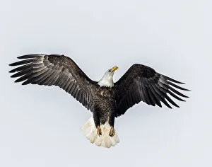 Raptor Prints: Bald Eagle going for altitude