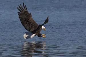 Bald Eagle going after prey
