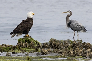 Ken Archer Prints: Bald Eagle & Great Blue Heron
