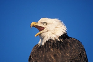Homer Prints: bald eagle, Haliaeetus leuccocephalus, profile, Kachemak Bay, southcentral Alaska