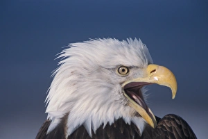 Images Dated 9th November 2005: bald eagle, Haliaeetus leuccocephalus, (threatened) in Katchemack bay, Alaska