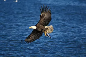 Images Dated 9th November 2005: bald eagle, Haliaeetus leuccocephalus, fishing in Kachemak Bay, southcentral Alaska