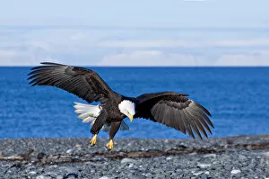 Images Dated 4th March 2005: Bald Eagle (Haliaeetus leucocephalus) landing on a beach