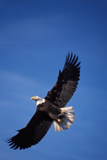 bald eagle, Haliaeetus leucocephalus, in flight with a fish in its talons, Kachemak bay