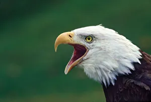 Bald Eagle (Haliaeetus leucocephalus)