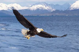 bald eagle, Haliaeetus leucocephalus, in flight with a fish in its talons, Kachemak bay