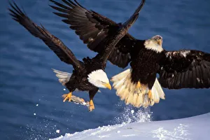 bald eagle, Haliaeetus leucocephalus, taking off from a snow bank with a fish in its talons