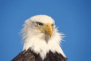 Homer Prints: bald eagle, Haliaeetus leucocephalus, close up, Kachemak bay, southcentral Alaska