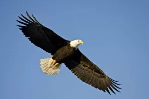 Images Dated 11th March 2006: Bald Eagle, Haliaeetus leucocephalus, Homer, Alaska