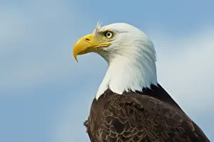 Regal Prints: A bald eagle (Haliaeetus leucocephalus perching on a dead tree scans the marsh of