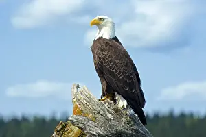 A bald eagle (Haliaeetus leucocephalus perching on a dead tree scans the marsh of