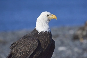 Images Dated 4th March 2005: Bald Eagle (Haliaeetus leucocephalus) portrait